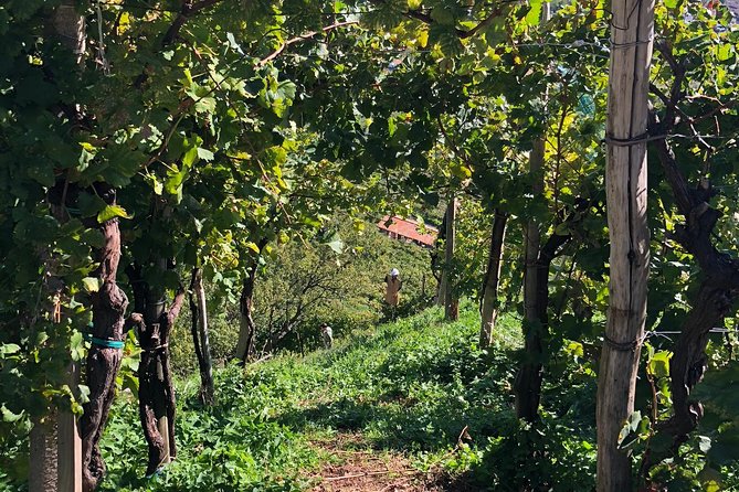 A Sparkling Day in the Prosecco Hills from Venice - Is $228.56 a fair price?