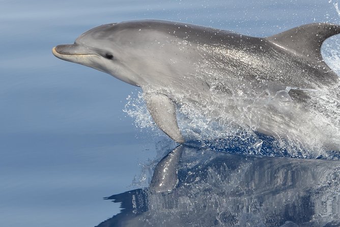 Alghero - Dolphin Watching and Guided Snorkeling (summer tour) - The best reasons to book this Alghero boat trip