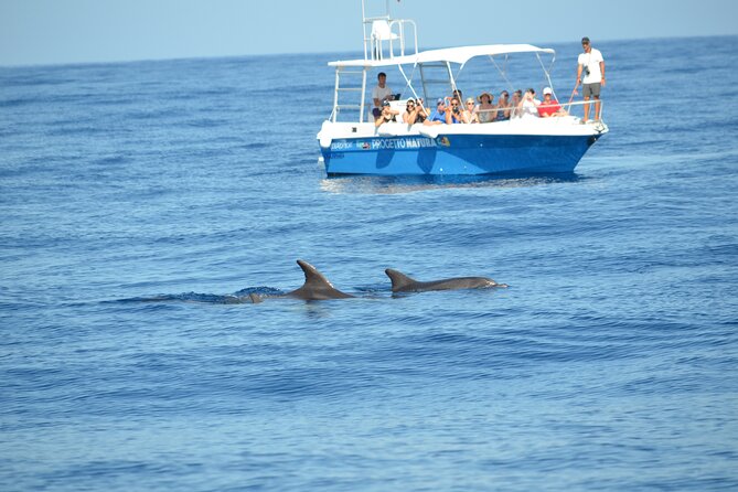 Alghero - Dolphin Watching and Guided Snorkeling (summer tour) - Why the research-led approach matters