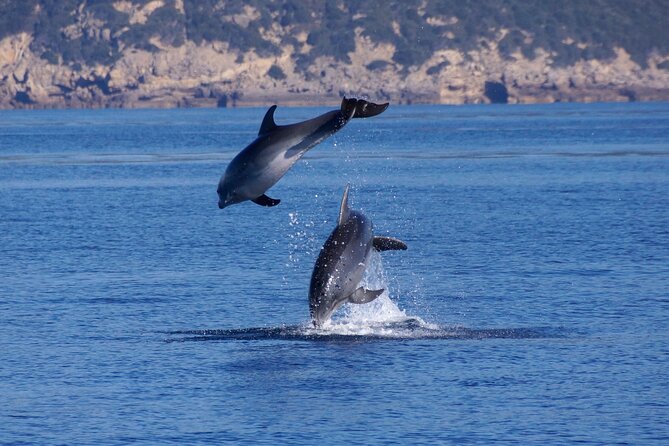 Alghero - Dolphin Watching and Guided Snorkeling (summer tour) - Learning to read dolphin behavior