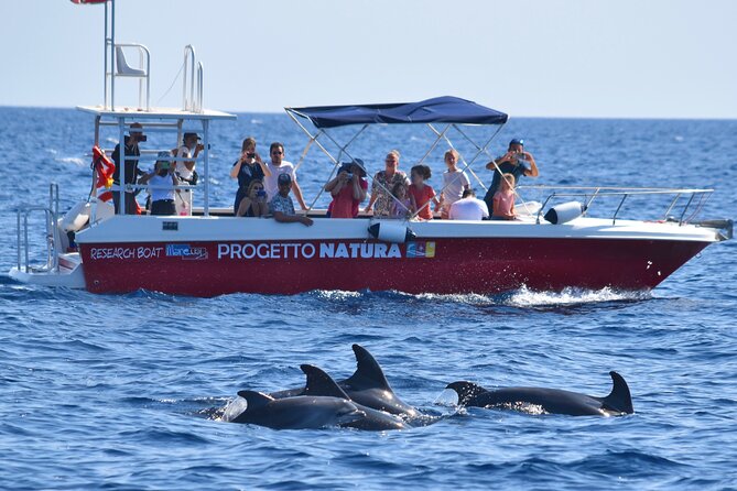 Alghero - Dolphin Watching and Guided Snorkeling (summer tour) - Snorkeling in the Marine Protected Area