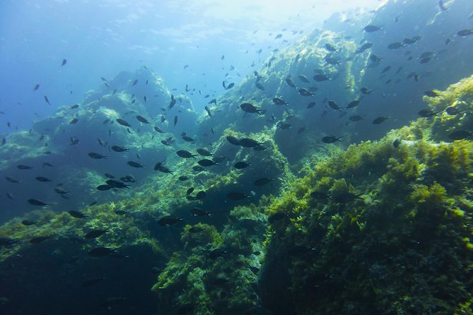 Alghero - Dolphin Watching and Guided Snorkeling (summer tour) - Searching for dolphins in Capo Caccia waters