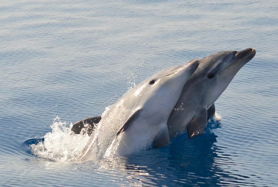 Alghero: Dolphin Watching Tour with Marine Researcher - Key points to know before you book