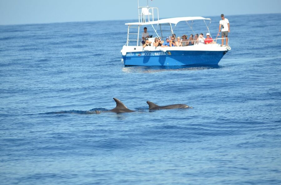 Alghero: Dolphin Watching Tour with Marine Researcher - What makes this Alghero boat trip different