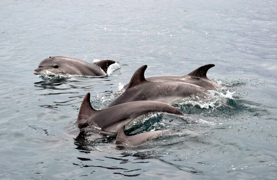 Alghero: Dolphin Watching Tour with Marine Researcher - June through September: snorkeling at Capo Caccia