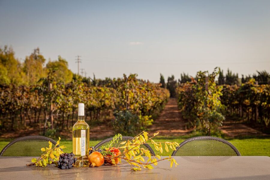 Alghero: Wine and Olive Oil Tasting at a Local Farm - A farm story shaped by two women