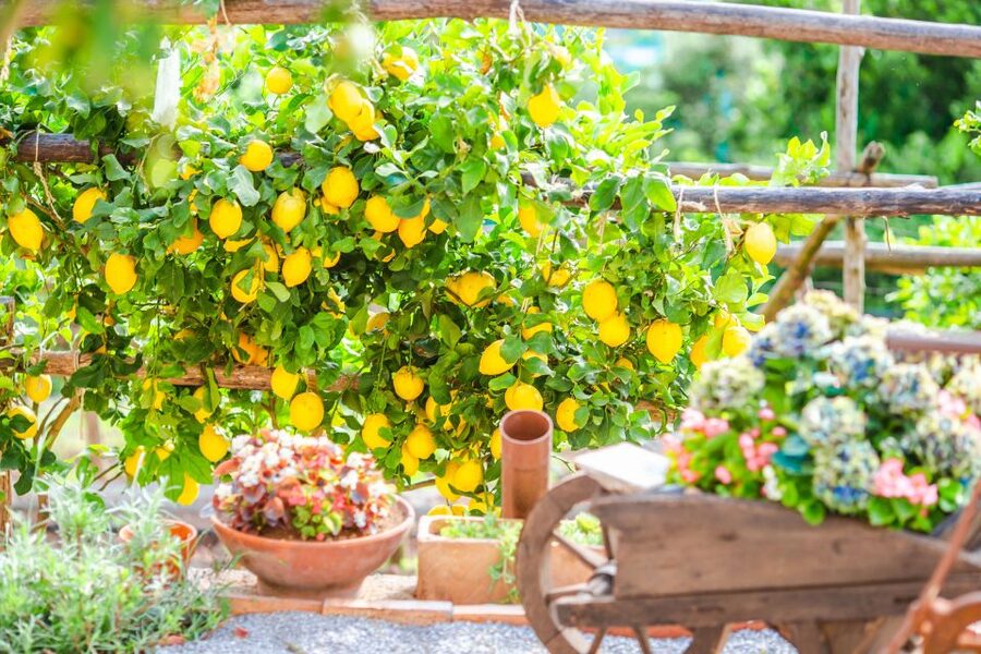 Amalfi: Cooking Class and Farmhouse Visit With Meal - What you may eat during the four-course meal