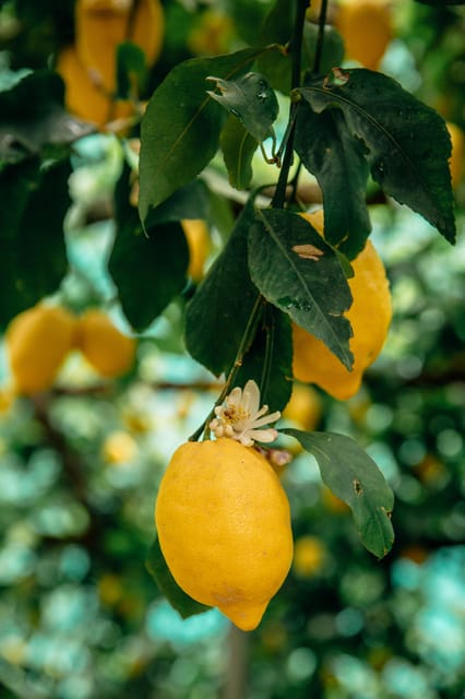 Amalfi: Vertical Lemon Farm Tour, Tastings, and Rural Museum - Why the Sfusato Amalfitano Matters