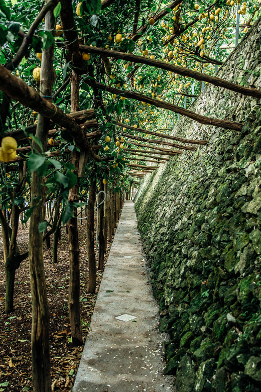 Amalfi: Vertical Lemon Farm Tour, Tastings, and Rural Museum - Who Should Book This Amalfi Farm Walk?