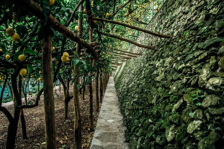 Amalfi: Vertical Lemon Farm Tour, Tastings, and Rural Museum - Practical Tips for a Better Visit