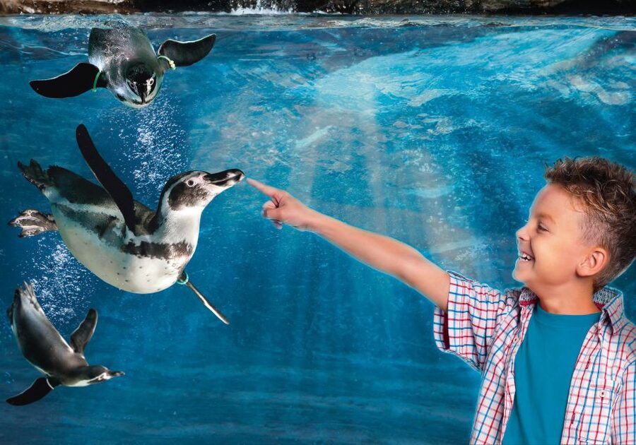 Aquarium of Cattolica Entry Ticket - Yellow Route: River Environments and Freshwater Animals
