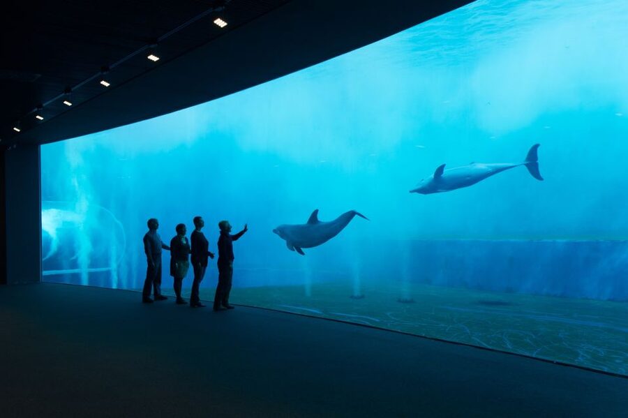 Aquarium of Genoa Ticket and Whale Watching Cruise - Why this Genoa combination works so well