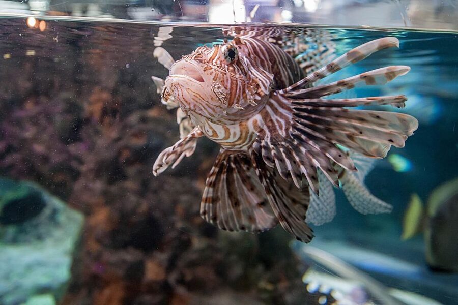 Aquarium of Genoa Ticket and Whale Watching Cruise - Practical ways to get more from the day