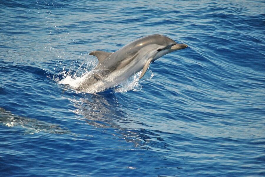 Aquarium of Genoa Ticket and Whale Watching Cruise - Starting at the Aquarium of Genoa