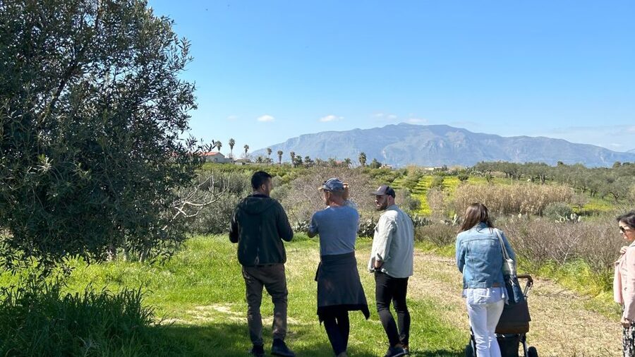 Balestrate: Olive Grove Tour with Wines & Olive Oil Tasting - Key points at a glance
