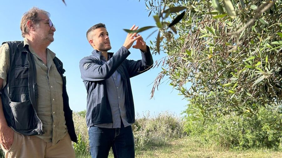 Balestrate: Olive Grove Tour with Wines & Olive Oil Tasting - Why this Balestrate experience feels different