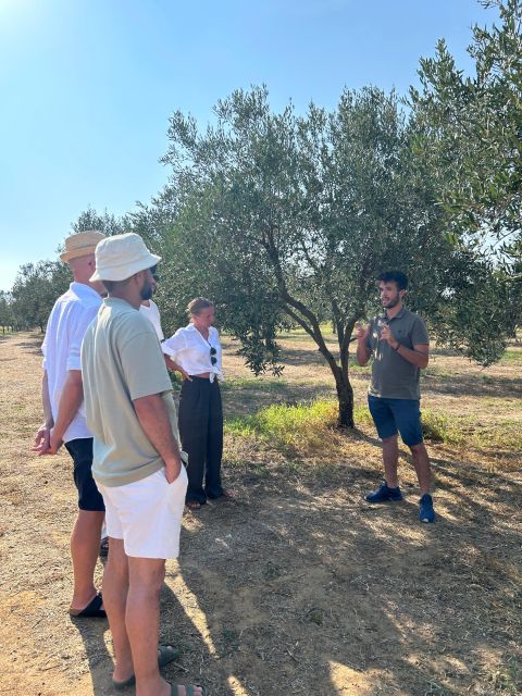 Balestrate: Olive Grove Tour with Wines & Olive Oil Tasting - Wine, vinegar, and Sicilian limoncello