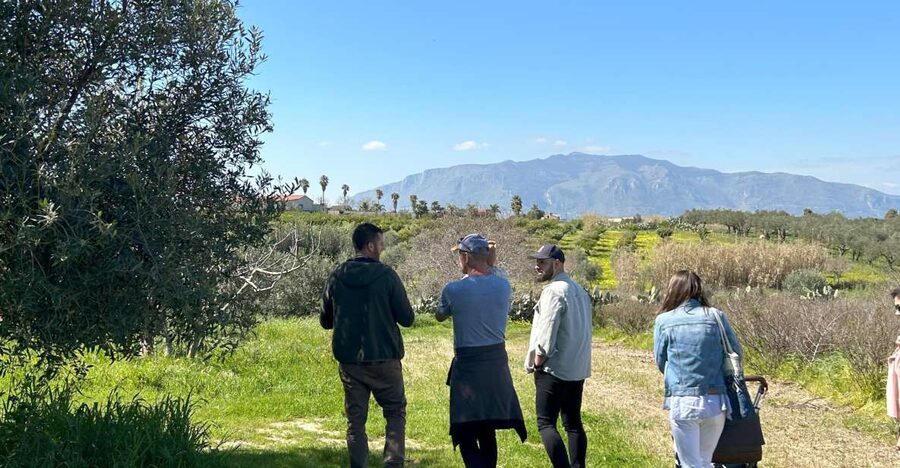 Balestrate: Olive Grove Tour with Wines & Olive Oil Tasting - Starting at Bivio Quattro Vanelle
