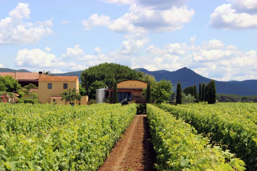 Bolgheri: Winery Tour with Wine Tasting - Who will enjoy this winery tour most