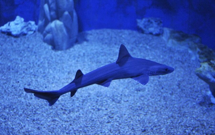 Cala Gonone: Cala Gonone Aquarium Entry Ticket - Key points at a glance