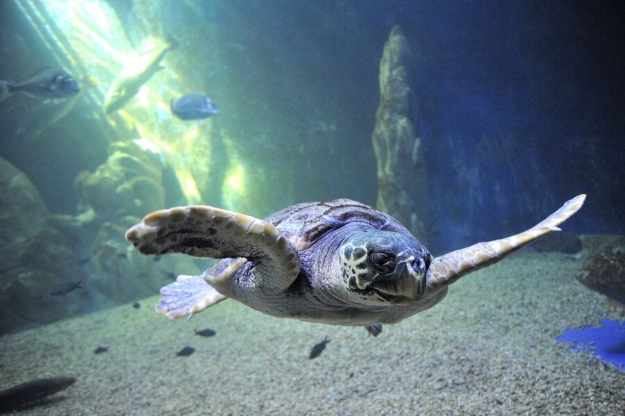 Cala Gonone: Cala Gonone Aquarium Entry Ticket - Why the Cala Gonone Aquarium fits a Sardinia day