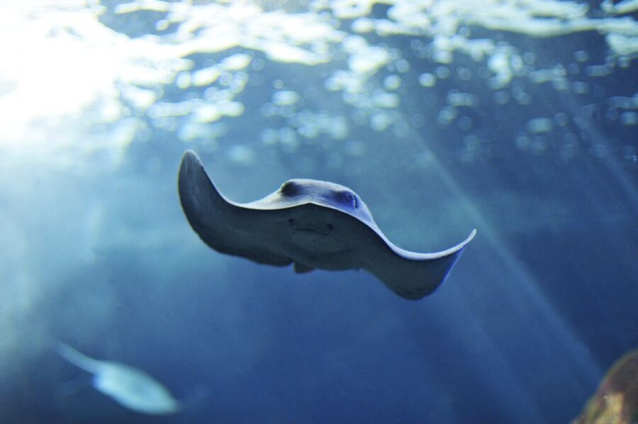 Cala Gonone: Cala Gonone Aquarium Entry Ticket - Starting with Mediterranean habitats