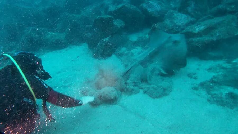 Catania: Gulf Scuba Diving Tour with Marine Biologist - Small drawbacks to weigh before you go
