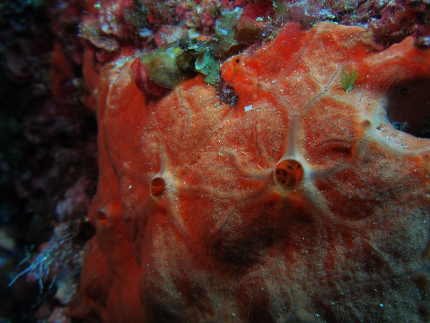 Catania: Gulf Scuba Diving Tour with Marine Biologist - What you see below the surface