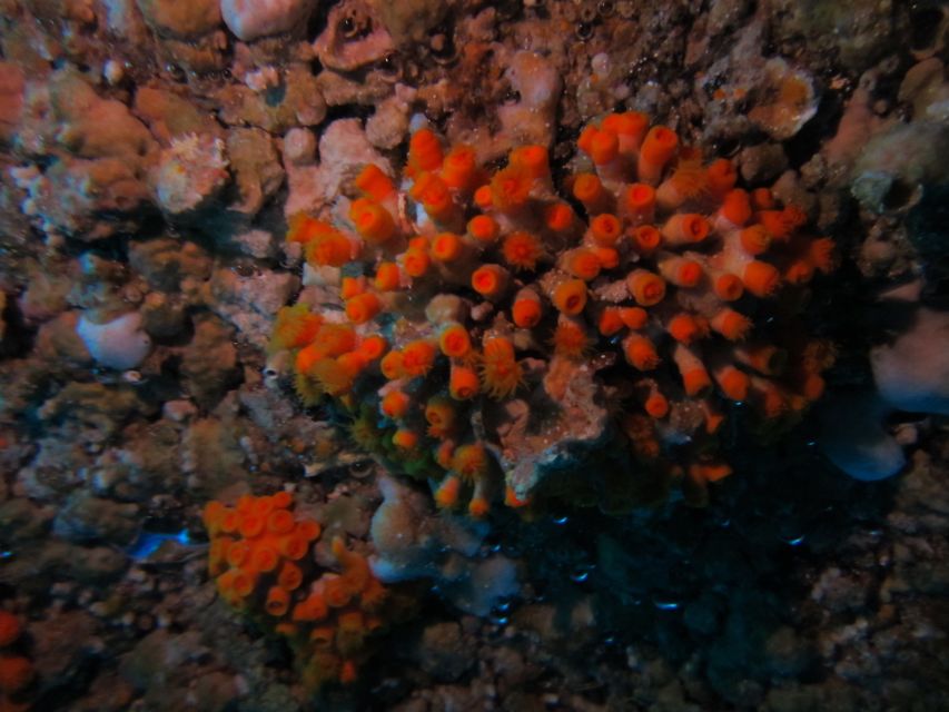 Catania: Gulf Scuba Diving Tour with Marine Biologist - What $82 includes, and what it does not