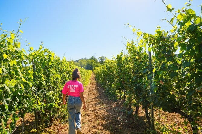 Chianti Vineyards Escape from Florence with Two Wine Tastings - Following the Chianti Wine Road