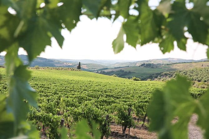 Chianti Wine Tour from Florence - Who should book this Chianti tour?