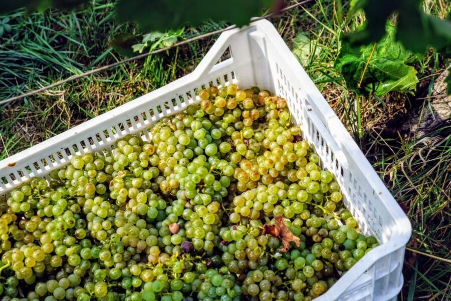 Desenzano: Lugana Wine-Tasting and Vineyard Tour - Final verdict: a smart wine stop near Desenzano