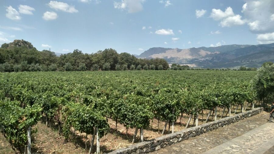 Etna: Wine Tasting and Food Tour - Why Etna wine is worth your day