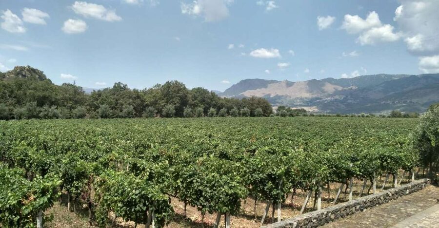 Etna: Wine Tasting and Food Tour - Leaving Catania for Zafferana Etnea