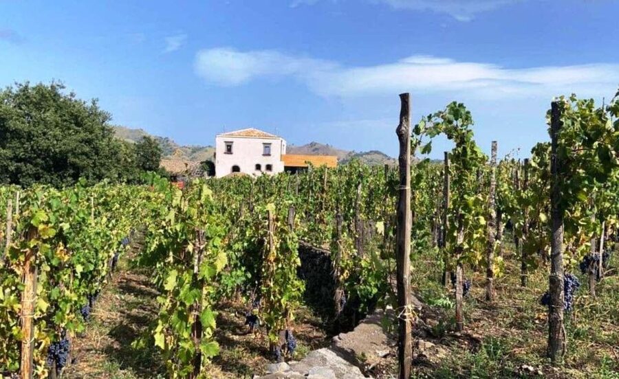 Etna: Wine Tasting and Food Tour - Honey, olive oil, and lava country in Zafferana