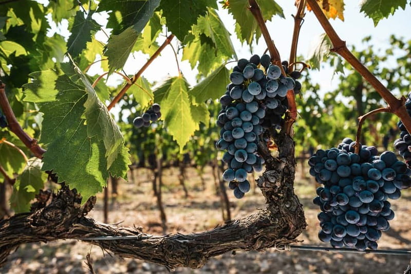 Florence: Chianti Vineyards Tour with Wine Tasting & Dinner - Who will enjoy this Chianti evening most