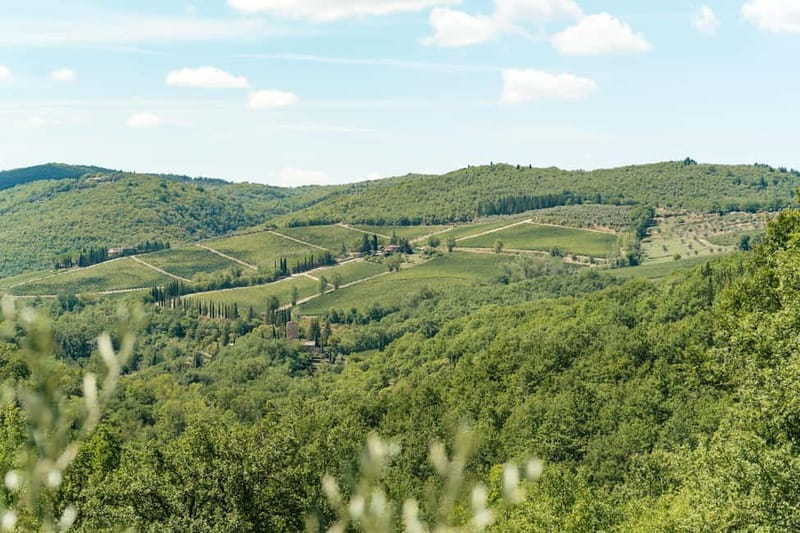 Florence: Chianti Wineries Tour with Wine Tasting - Who should book this Chianti tour?