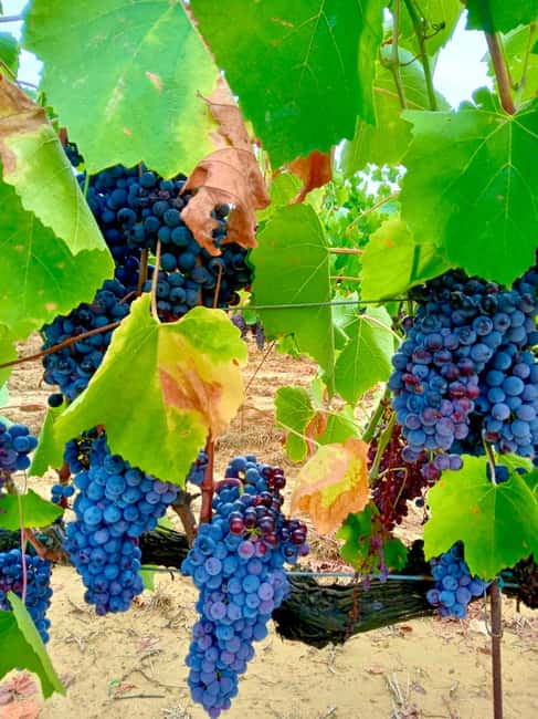 Florence: Countryside Tour with Wine Tasting & Pasta Class - Booking tips for a smoother day