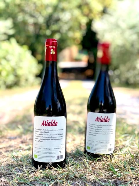 Florence: Countryside Tour with Wine Tasting & Pasta Class - Walking among vineyards, olive trees, and farm animals