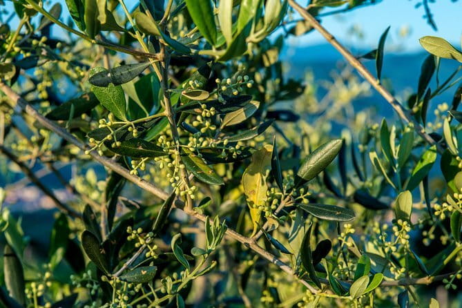 Florence Food Tour: Home-Made Pasta, Truffle, Cantucci, Olive Oil, Gelato - Arco di San Pierino and Florentine comfort food
