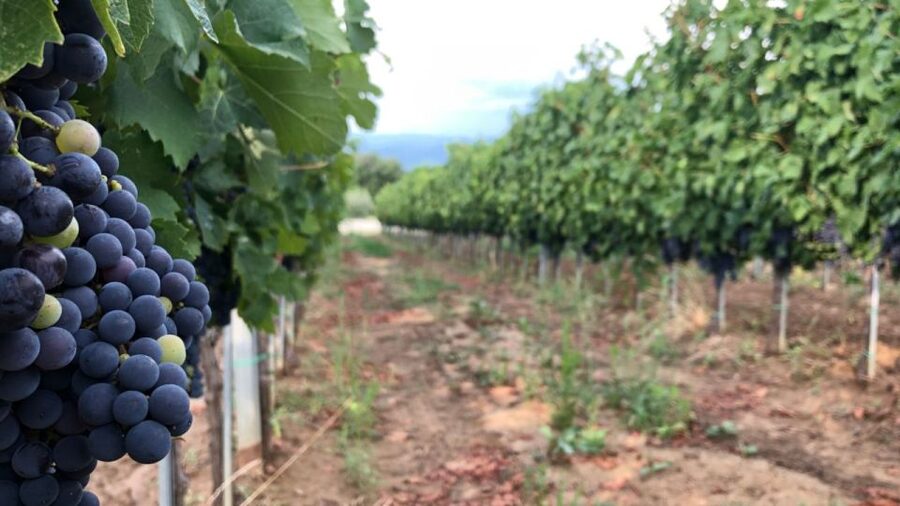 Frascati Wine Road from Rome: Tasting & Lunch - Who will enjoy this Frascati outing most