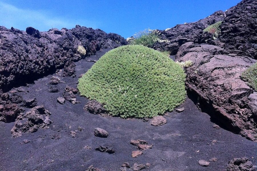 From Catania: Mount Etna Half-Day Tour and Wine Experience - Why Etna is more than a scenic mountain stop