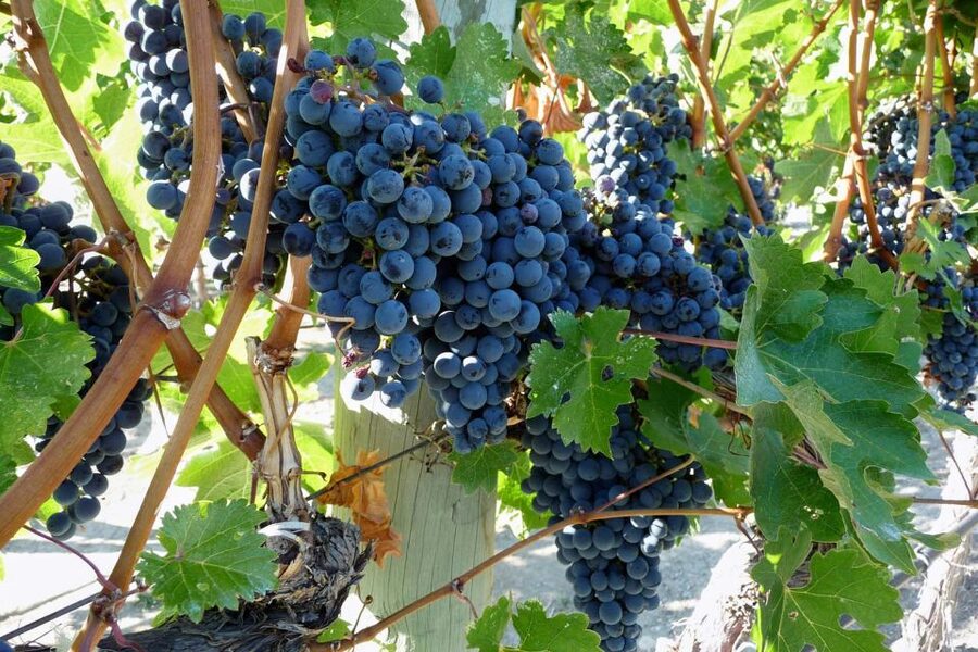 From Catania: Mount Etna Half-Day Tour and Wine Experience - Walking among craters and old lava flows
