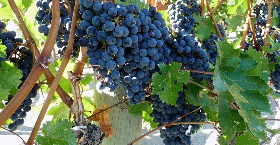 From Catania: Mount Etna Half-Day Tour and Wine Experience - The morning pickup and ride from Catania
