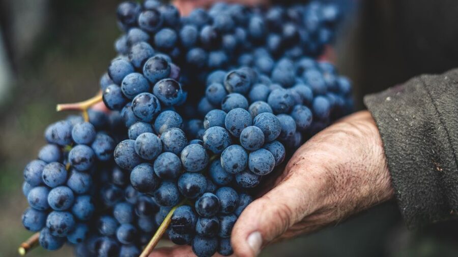 From Florence: Chianti Hills Half-Day Tour with Wine Tasting - Food pairings that make the tasting worthwhile