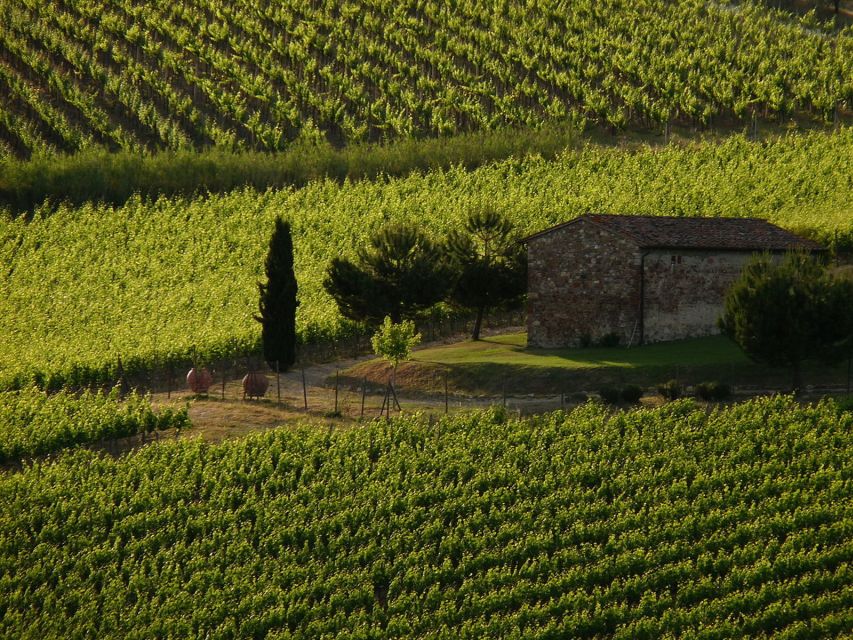 From Florence: Chianti Wine Tastings at Sunset Day Trip - The first family estate and cellar visit