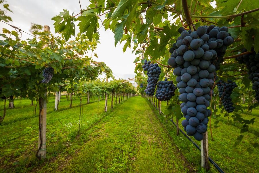 From Florence: Chianti Wine Tour with Tasting - Between the estates: views worth watching