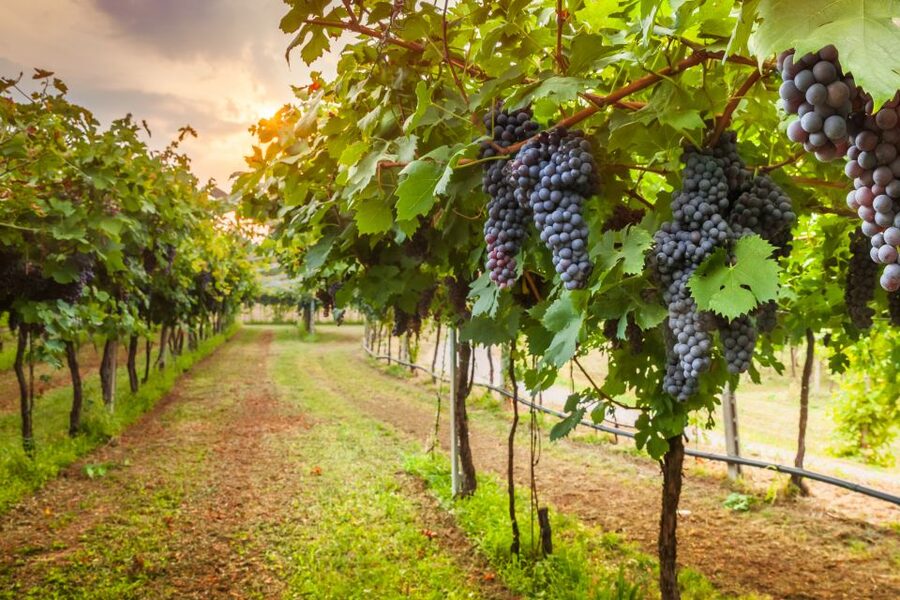 From Florence: Chianti Wine Tour with Tasting - Should you book the Chianti wine tour?