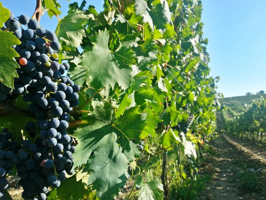 From Florence: Chianti Wine Tour with Tastings - What the $62.63 price really covers