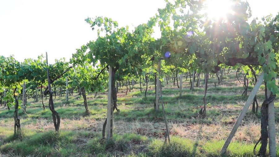 From Florence: Chianti Wine Tour with Tastings - Guides who make the bus ride count